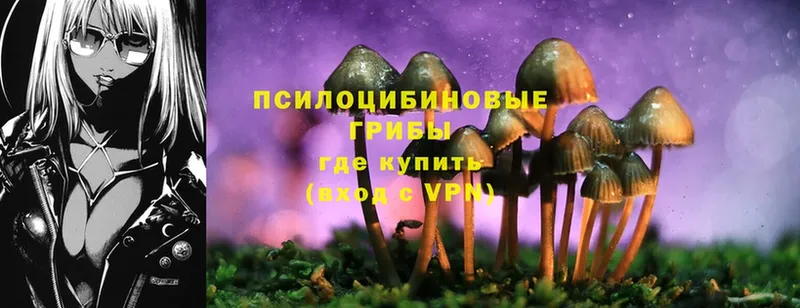 Псилоцибиновые грибы MAGIC MUSHROOMS  закладки  blacksprut зеркало  Гвардейск 